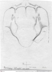Historische Skizze/Zeichnung von Tithopaguristes porosus (Fraaije et al., 2019) (NHMW-AFW-GEO-BACHMAYER-FOTO-1990-0041-1421)